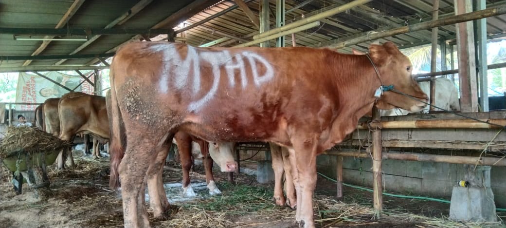 Panitia Qurban Masjid Besar Mujahidin Majenang Tinjau Lokasi Hewan Qurban